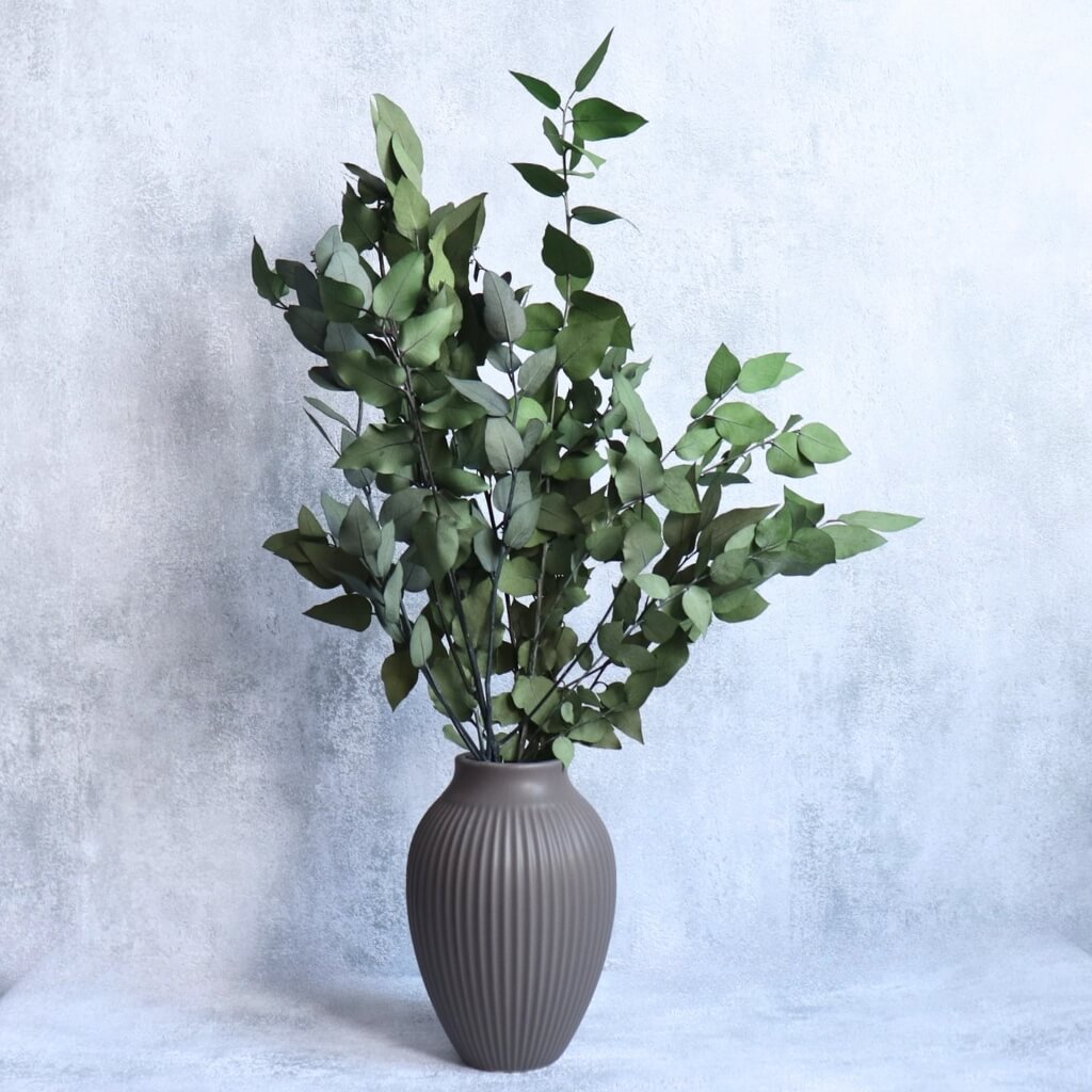 Eucalyptus Stuartiana stabilizovaný – zelená dekorace